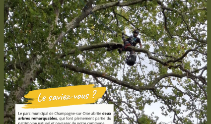 Entretien annuel arbres remarquables - Septembre 2026