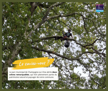 Entretien annuel arbres remarquables - Septembre 2026
