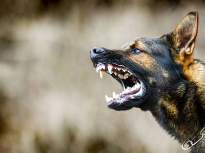 Chiens dangereux Champagne sur Oise