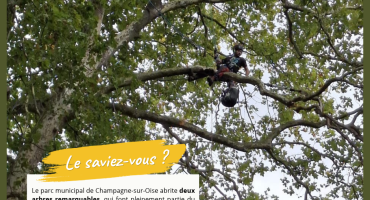 Entretien annuel arbres remarquables - Septembre 2026