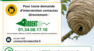 Destruction des nids de frelons asiatiques : une procédure simplifiée CCHVO